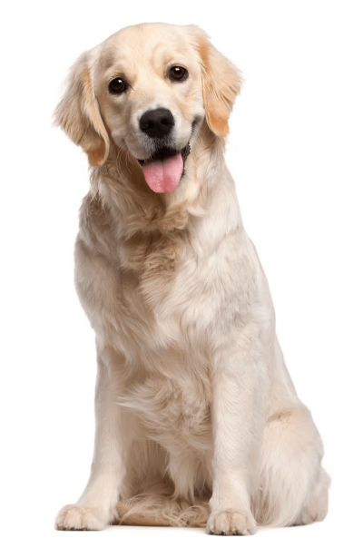 Hond